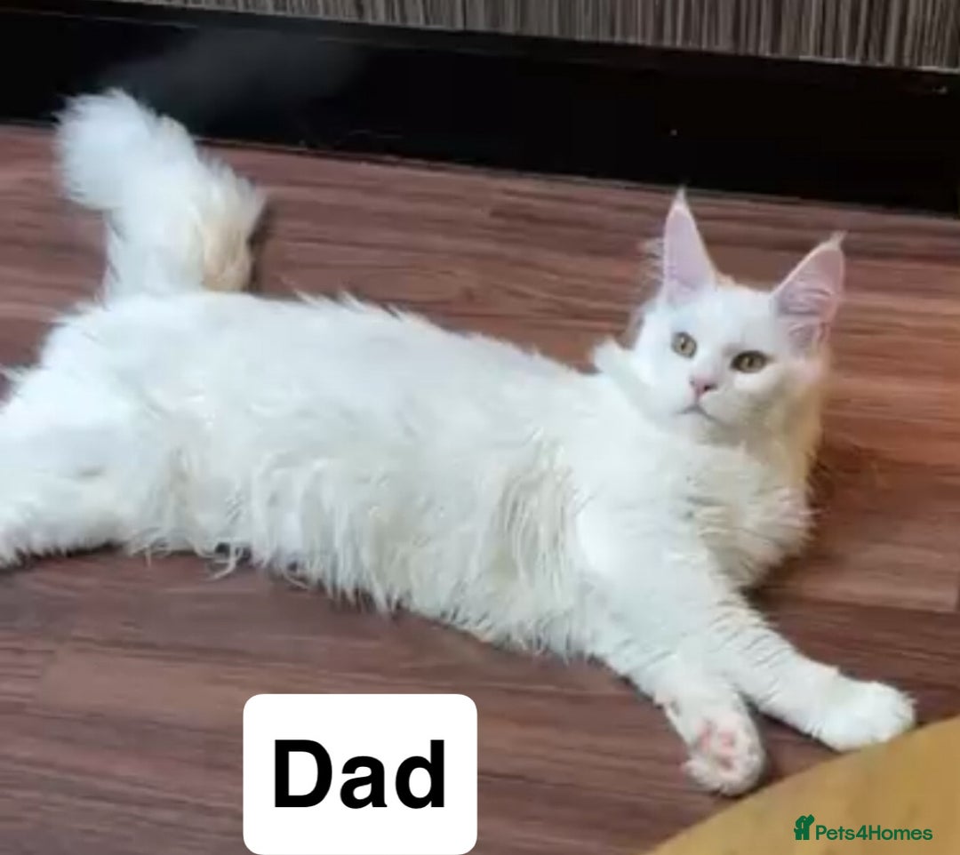 Maine Coon cats for sale: TICA-Registered Russian Bloodline Maine Coon Kitte - Advert 1