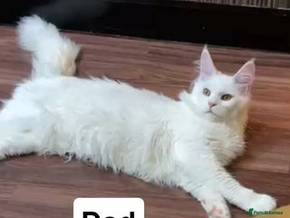 Maine Coon cats TICA-Registered Russian Bloodline Maine Coon Kitte - Advert 3