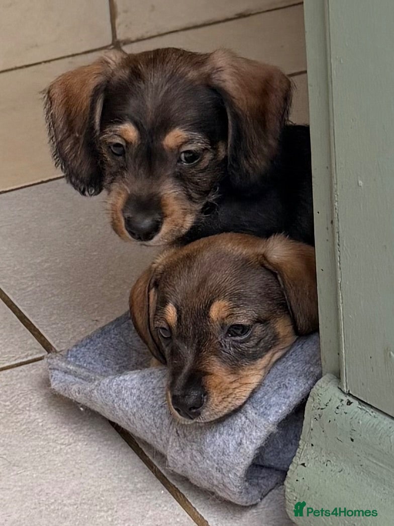 Mixed Breed dogs Miniature dachshund cross cavachons - Advert 7