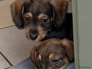 Mixed Breed dogs Miniature dachshund cross cavachons - Advert 7
