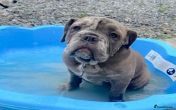 Olde English Bulldogge dogs for sale: Dior the Olde English Bulldogge - Image 3