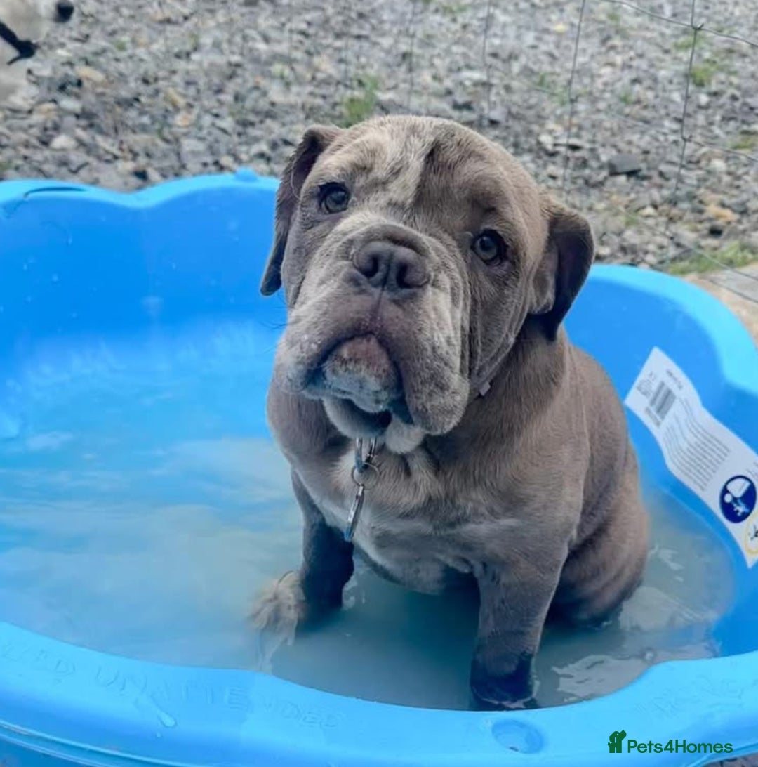 Olde English Bulldogge dogs for sale: Dior the Olde English Bulldogge - Image 3