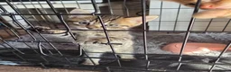 Mixed Breed cats for sale: Gorgeous kittens, mixed breed, boys and girls  - Advert 4