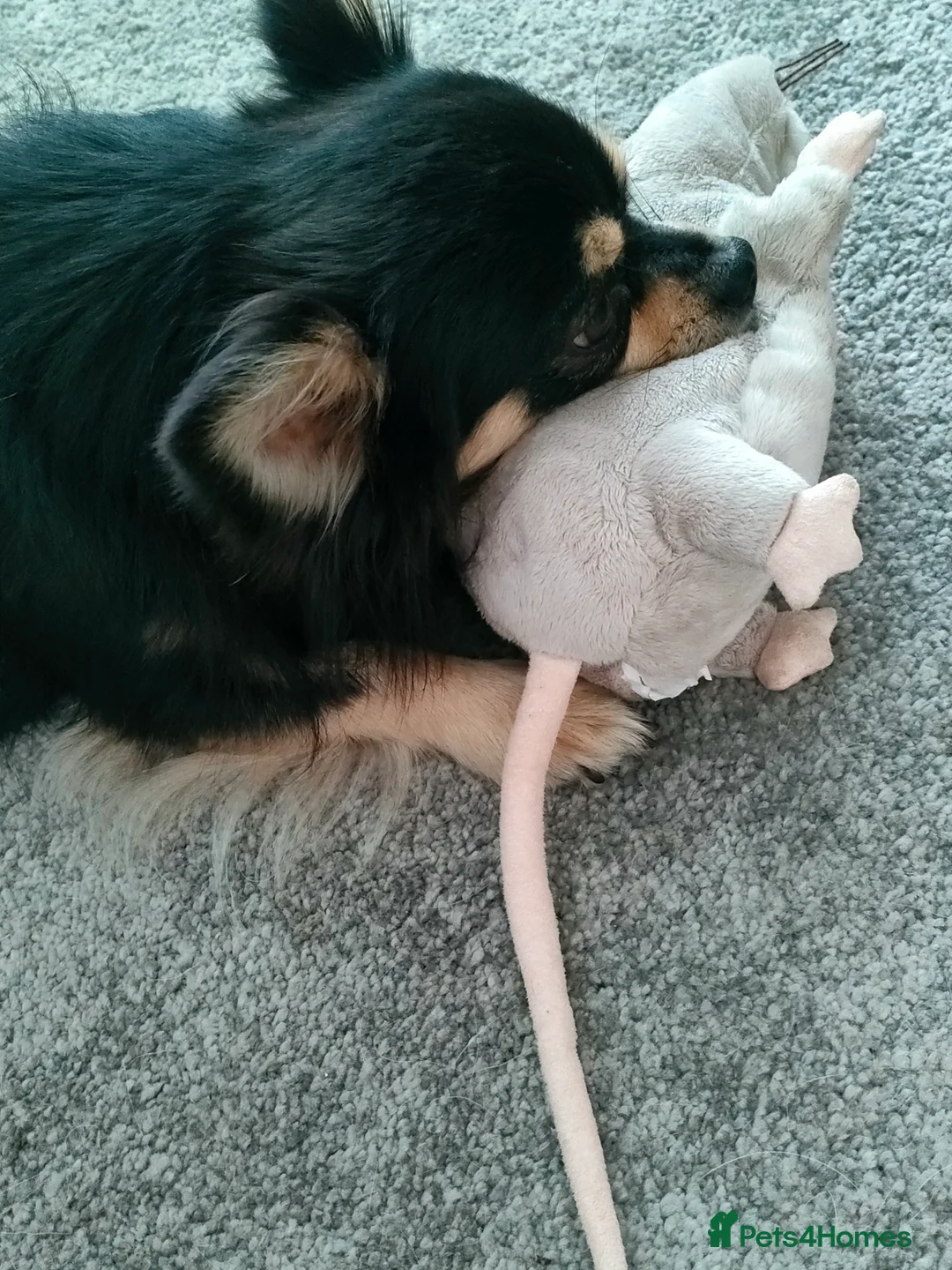 Chihuahua dogs for stud: Stud long haired Chihuahua  - Advert 4