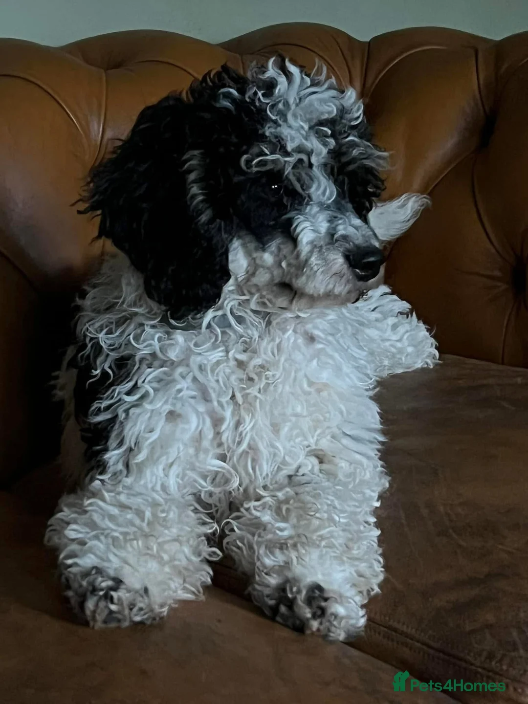 Bordoodle dogs for sale: F1 & F1b Bordoodle pups expected - Advert 15