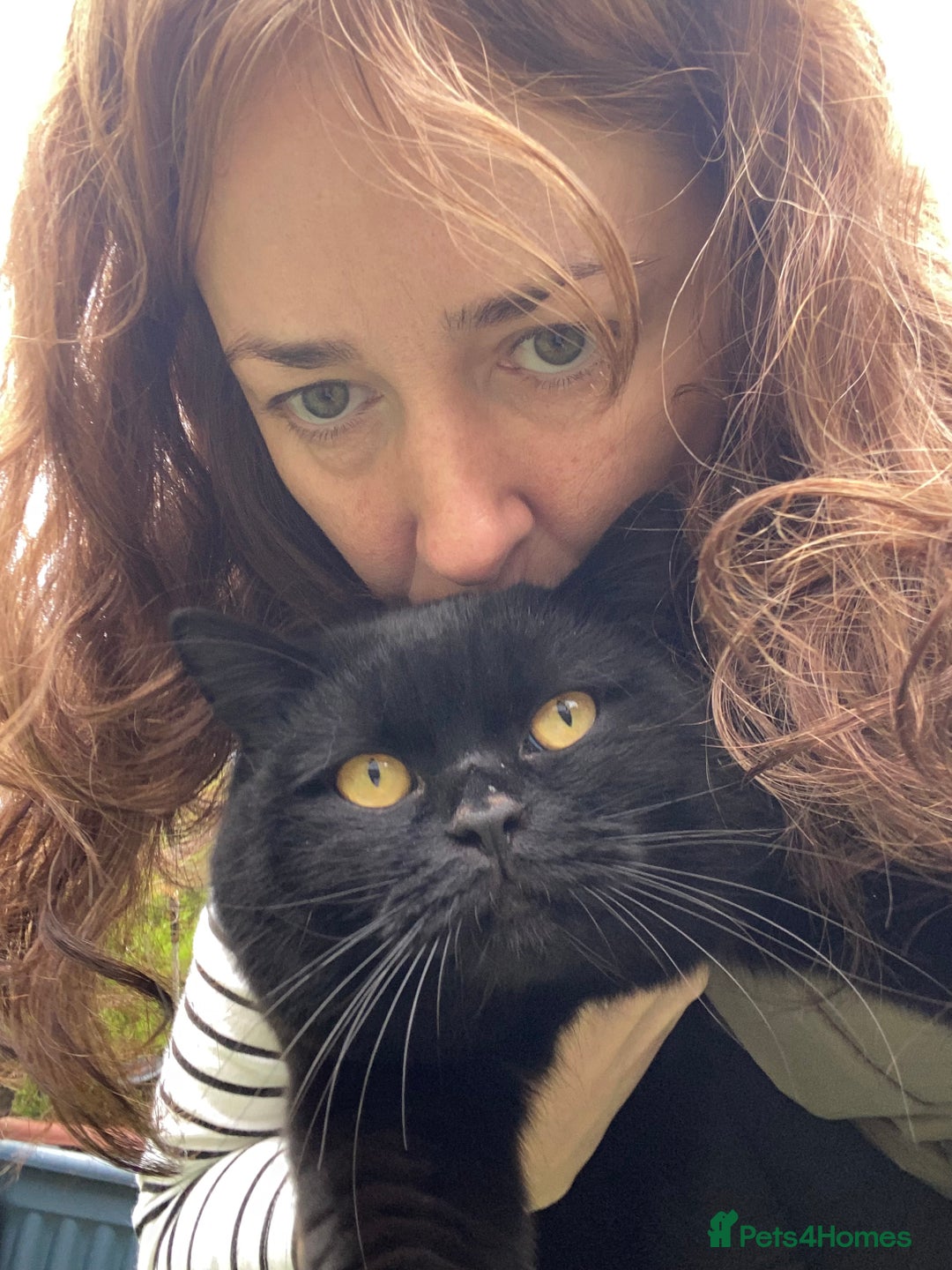 British Shorthair cats for sale: Stunning Rare Pedigree British Shorthair Brothers - Advert 24