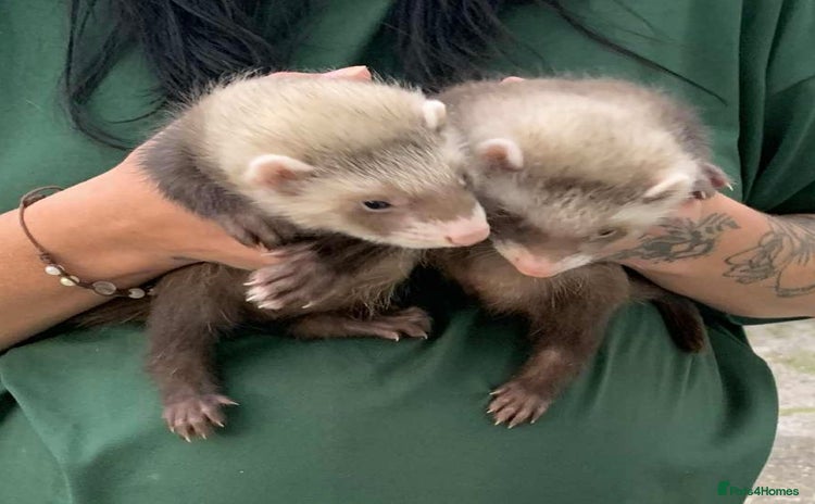 Ferret rodents - Advert 8