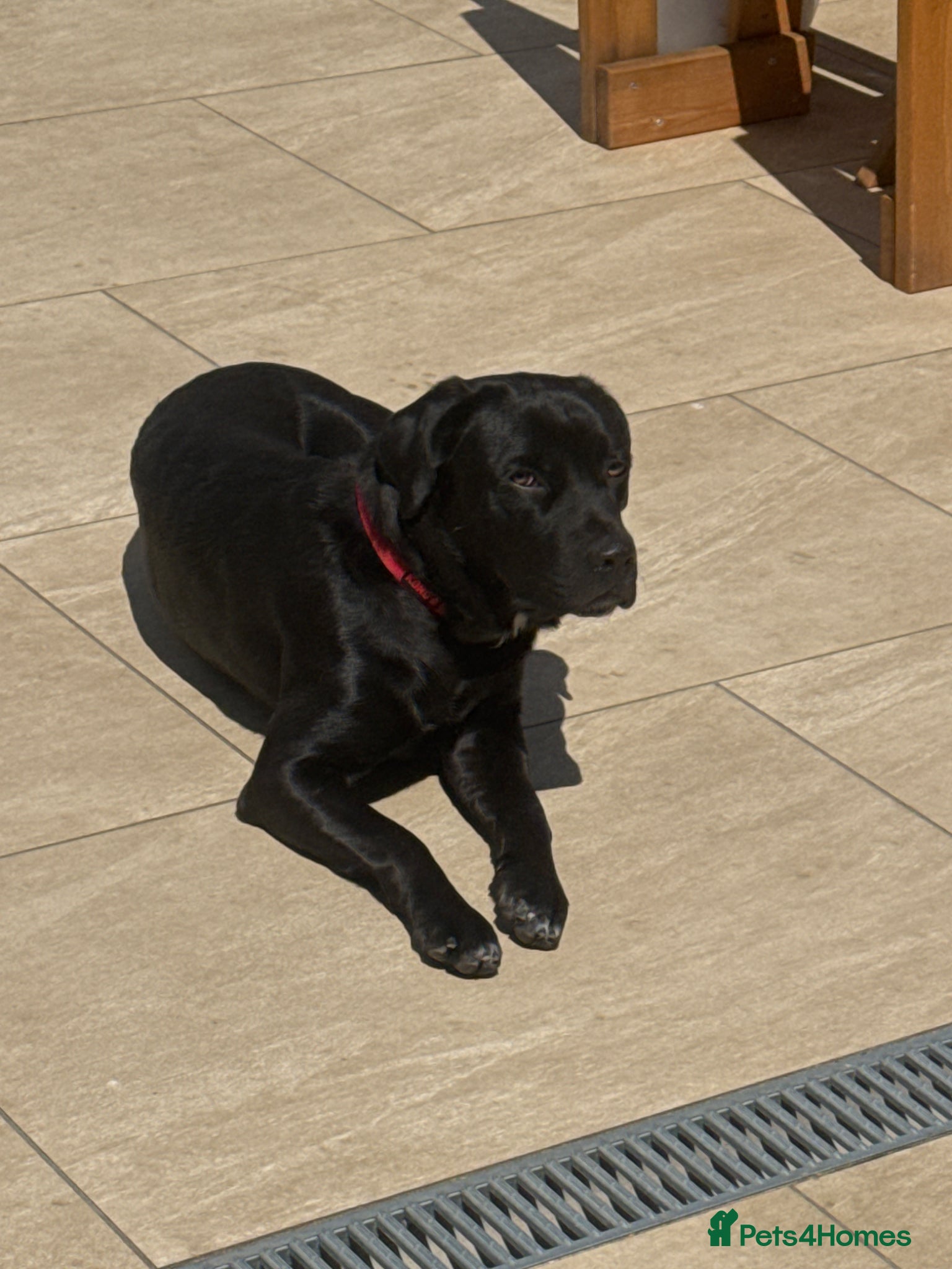 Mixed Breed dogs Cane Corso x Lab - Advert 1