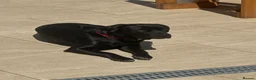 Mixed Breed dogs for sale: Cane Corso x Lab - Advert 1