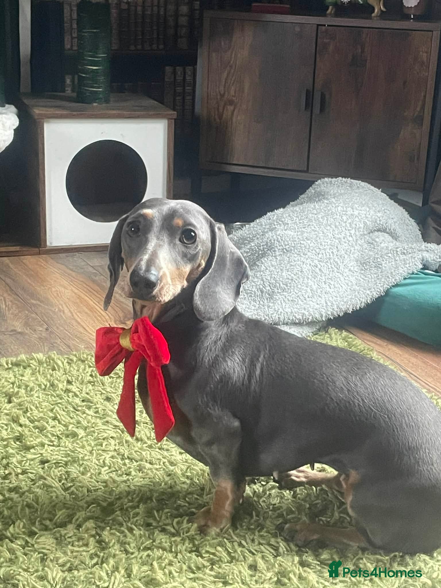 Dachshund dogs Miniature dachshunds - Advert 1