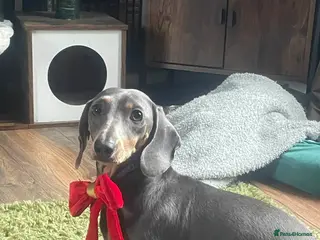 Dachshund dogs Miniature dachshunds - Advert 1