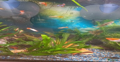 Live Bearers fish - Advert 16