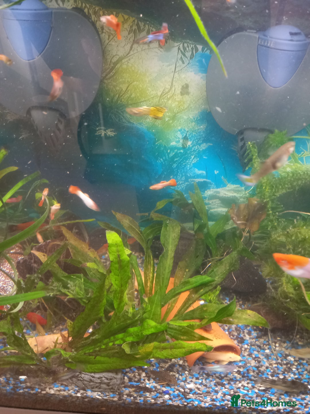 Live Bearers fish for sale: Guppies live bearers - Image 3