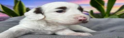 Sproodle dogs for sale: ✨RARE TRICOLOUR TUXEDO MERLE SPROODLES🐾❤️✨ TESTED - Advert 14
