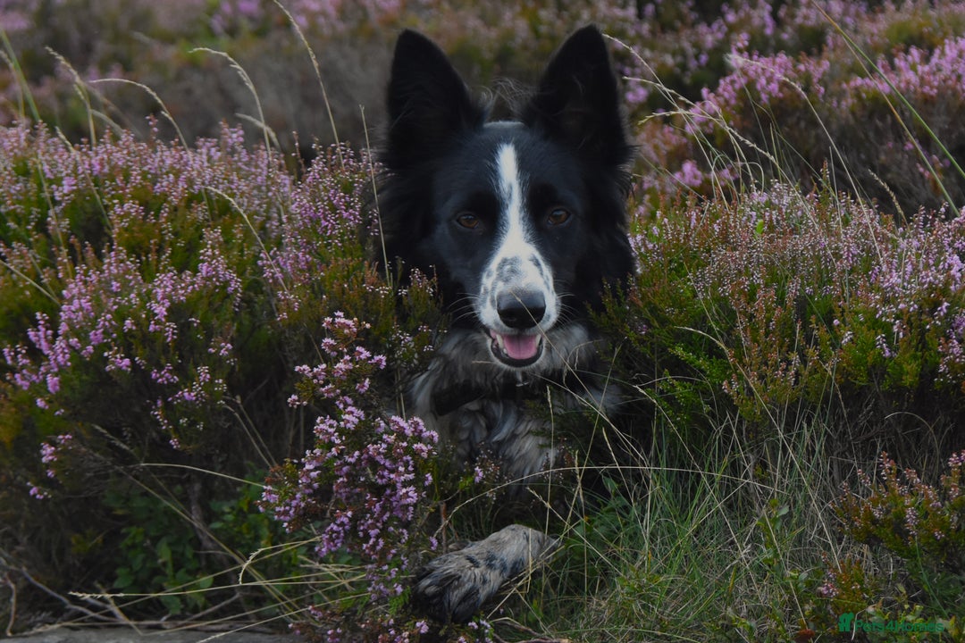 Border Collie dogs for sale: chunky collie pups - Advert 5