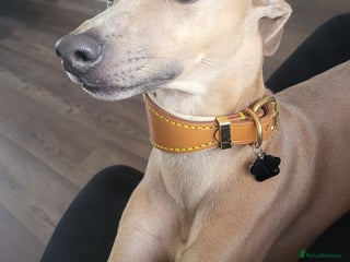 Italian Greyhound dogs Italian greyhound for stud - Advert 1