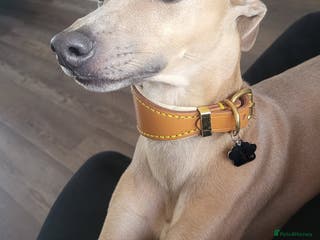 Italian Greyhound dogs Italian greyhound for stud - Advert 3