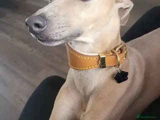 Italian Greyhound dogs Italian greyhound for stud - Advert 2