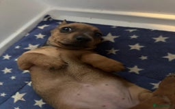 Dachshund dogs for sale: Shaded Red Minature Dachshund - Image 4