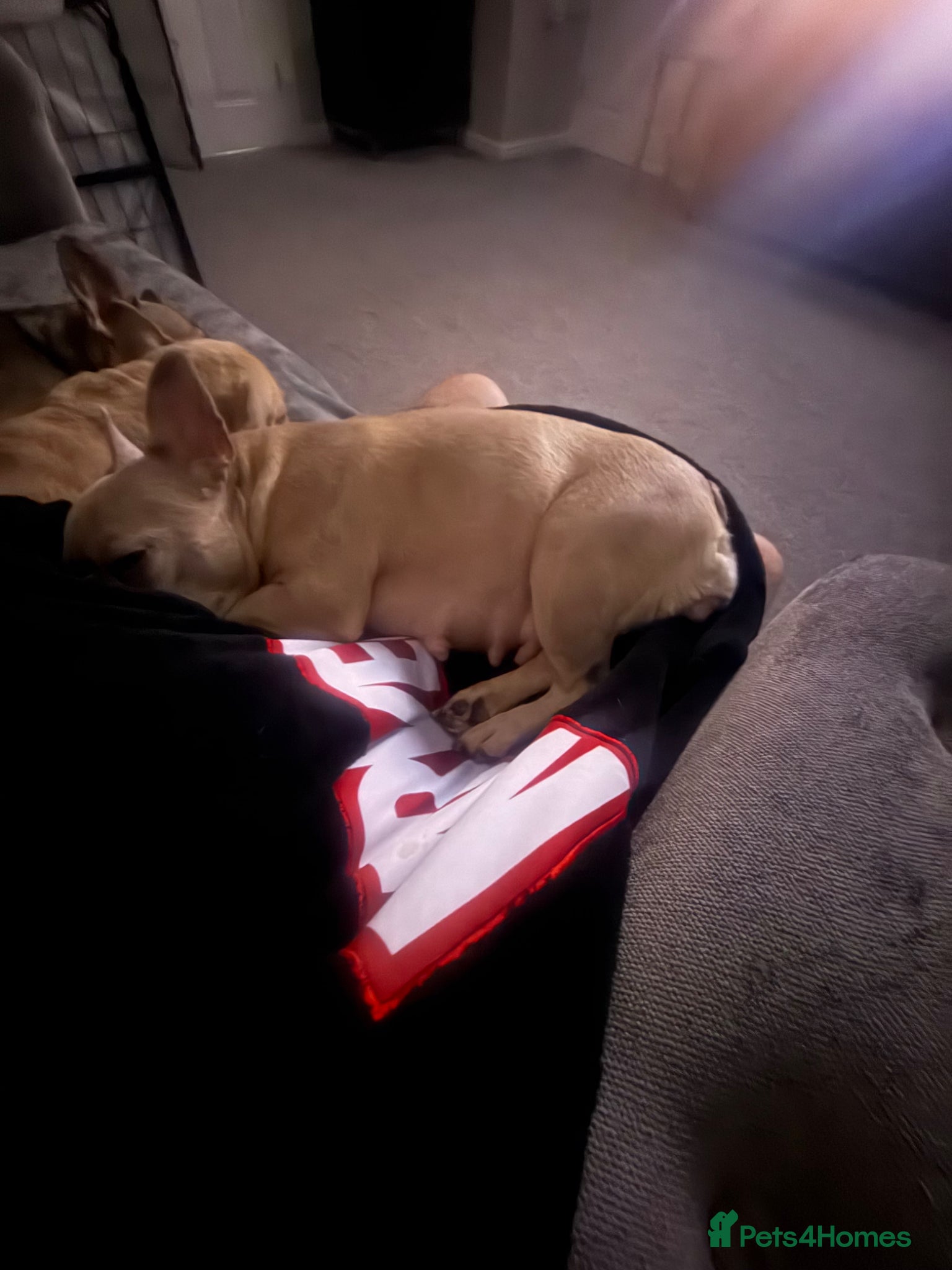 French Bulldog dogs Puppies for Sales - Advert 2