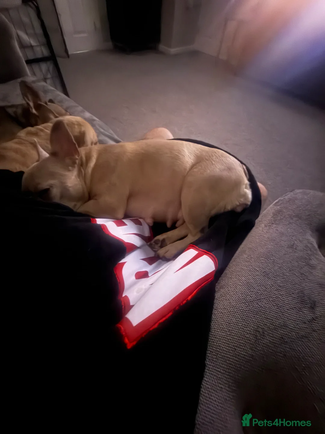 French Bulldog dogs for sale: Puppies for Sales in Pontypridd - Advert 1