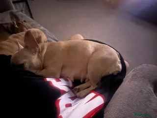 French Bulldog dogs Puppies for Sales - Advert 5