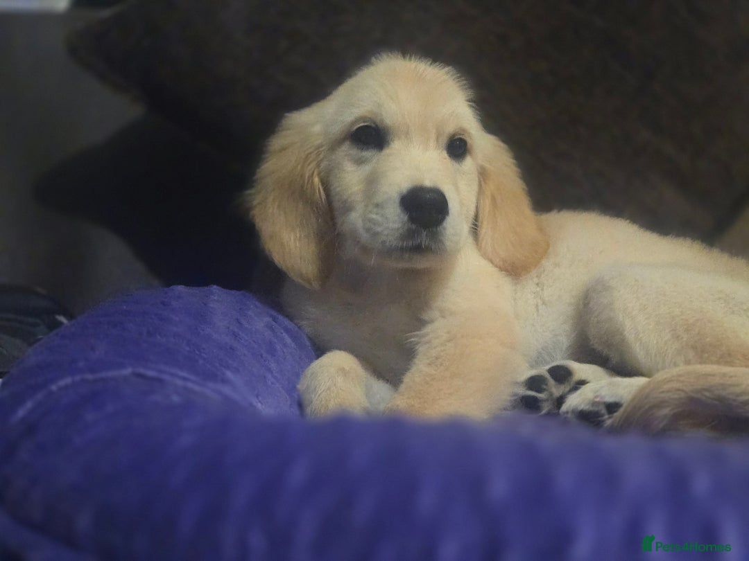 Golden Retriever dogs for sale: Ready to leave now 💕 fully vaccinated 🥰 - Image 21