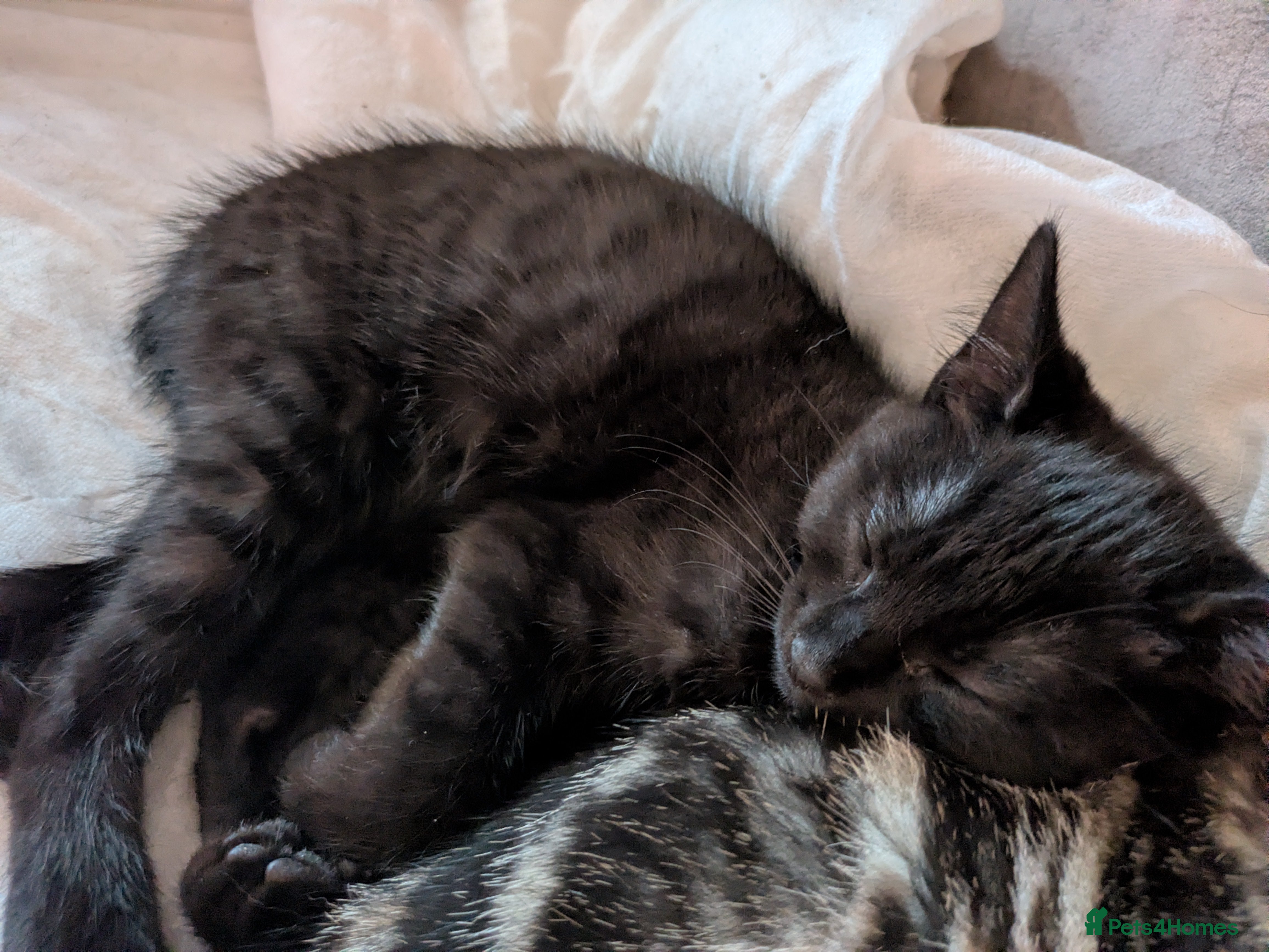 Bengal Kitten 4
