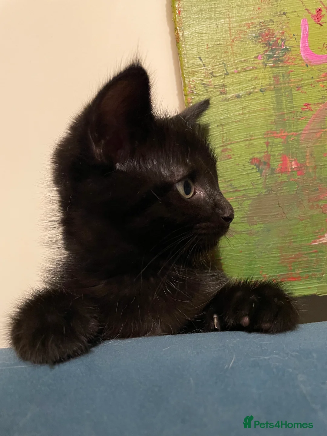 Mixed Breed cats for sale: Mixed Breed Kittens – 1 Male & 4 Female Available - Advert 3