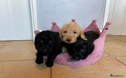 Labradoodle dogs for sale: ⭐️⭐️ Stunning F1 Miniature Labradoodles ⭐️⭐️ - Advert 16