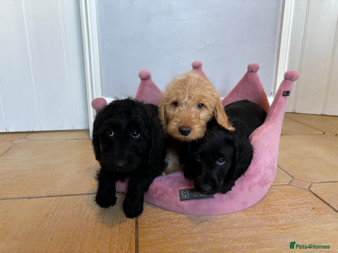 Labradoodle dogs for sale: ⭐️⭐️ Stunning F1 Miniature Labradoodles ⭐️⭐️ - Advert 16