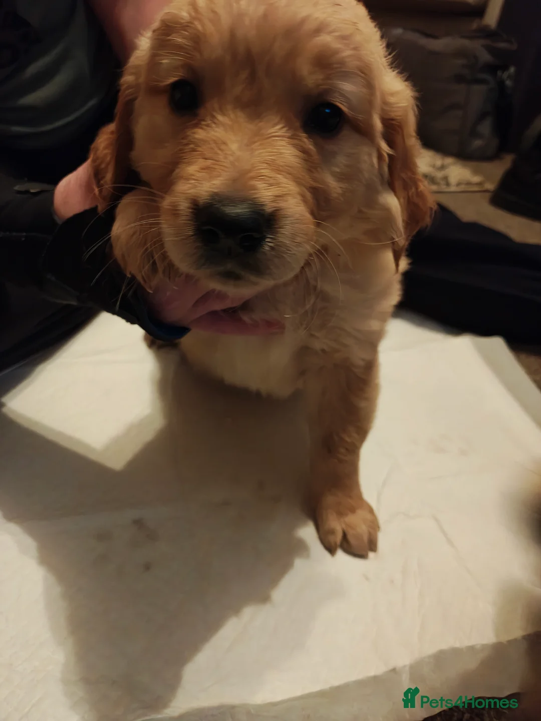 Golden Retriever dogs for sale: Only 5 gorgeous golden retriever puppies left - Advert 14