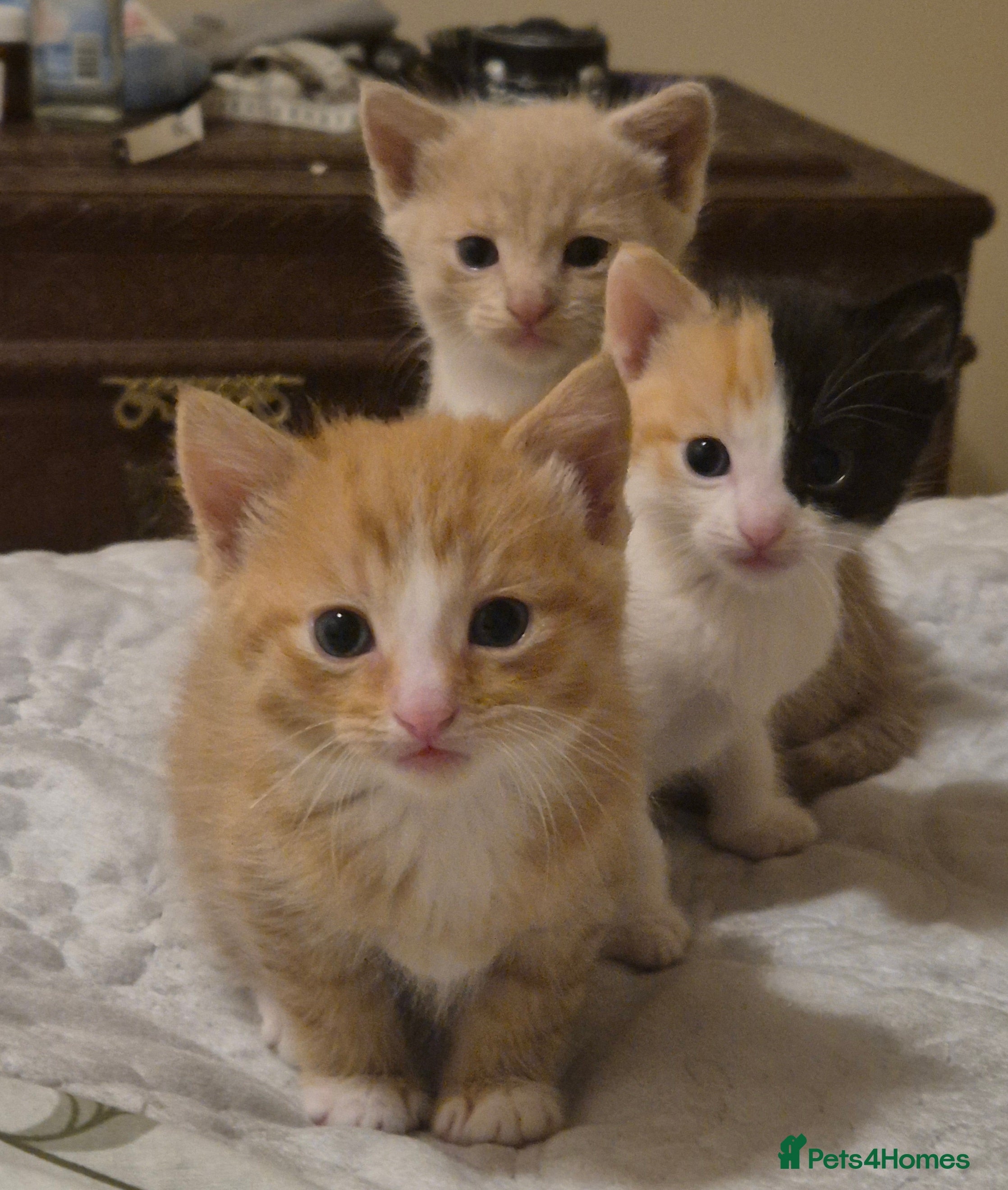 Mixed Breed cats Three Adorable Mixed Kittens - Advert 1