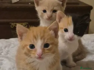 Mixed Breed cats Three Adorable Mixed Kittens - Advert 1