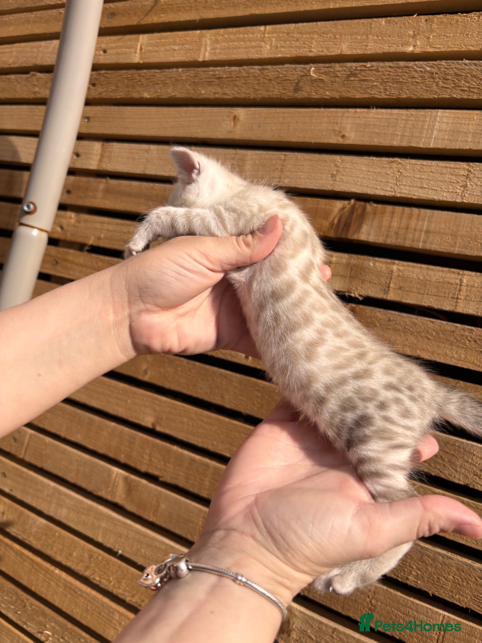 Bengal cats GORGEOUS BENGAL GIRL KITTENS  - Advert 3