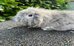English rabbits for sale: Rabbits for rehoming  - Image 11