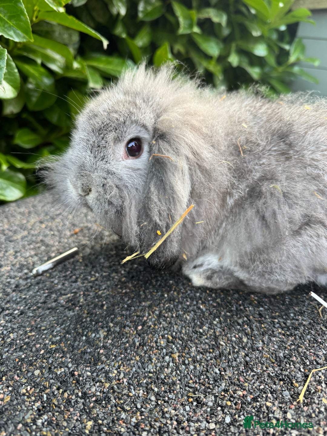 English rabbits for sale: Rabbits for rehoming  - Image 11