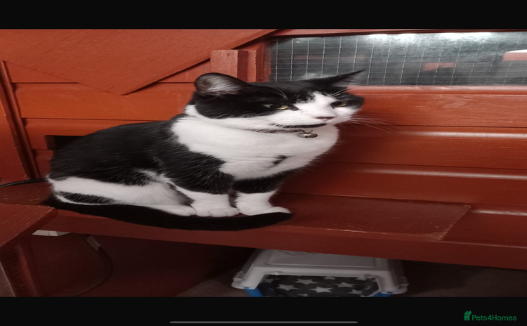Domestic Shorthair cats - Advert 2