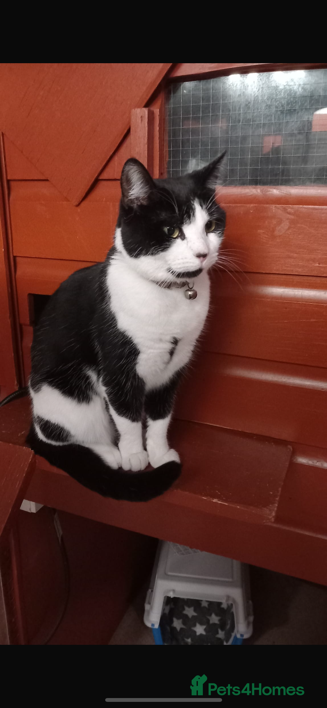 Domestic Shorthair cats for sale: Family cat aged 5 - Image 1