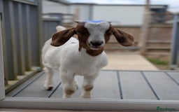 Goats livestock for sale: Boer Kids - Image 2