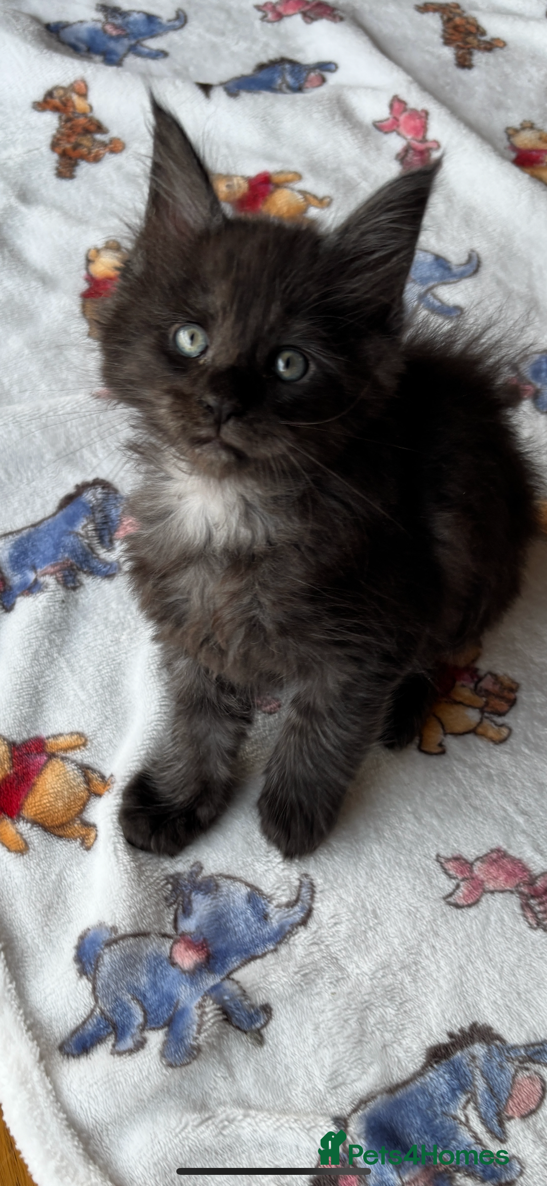 Maine Coon cats for sale: Stunning main coon kittens 🦁 - Advert 6