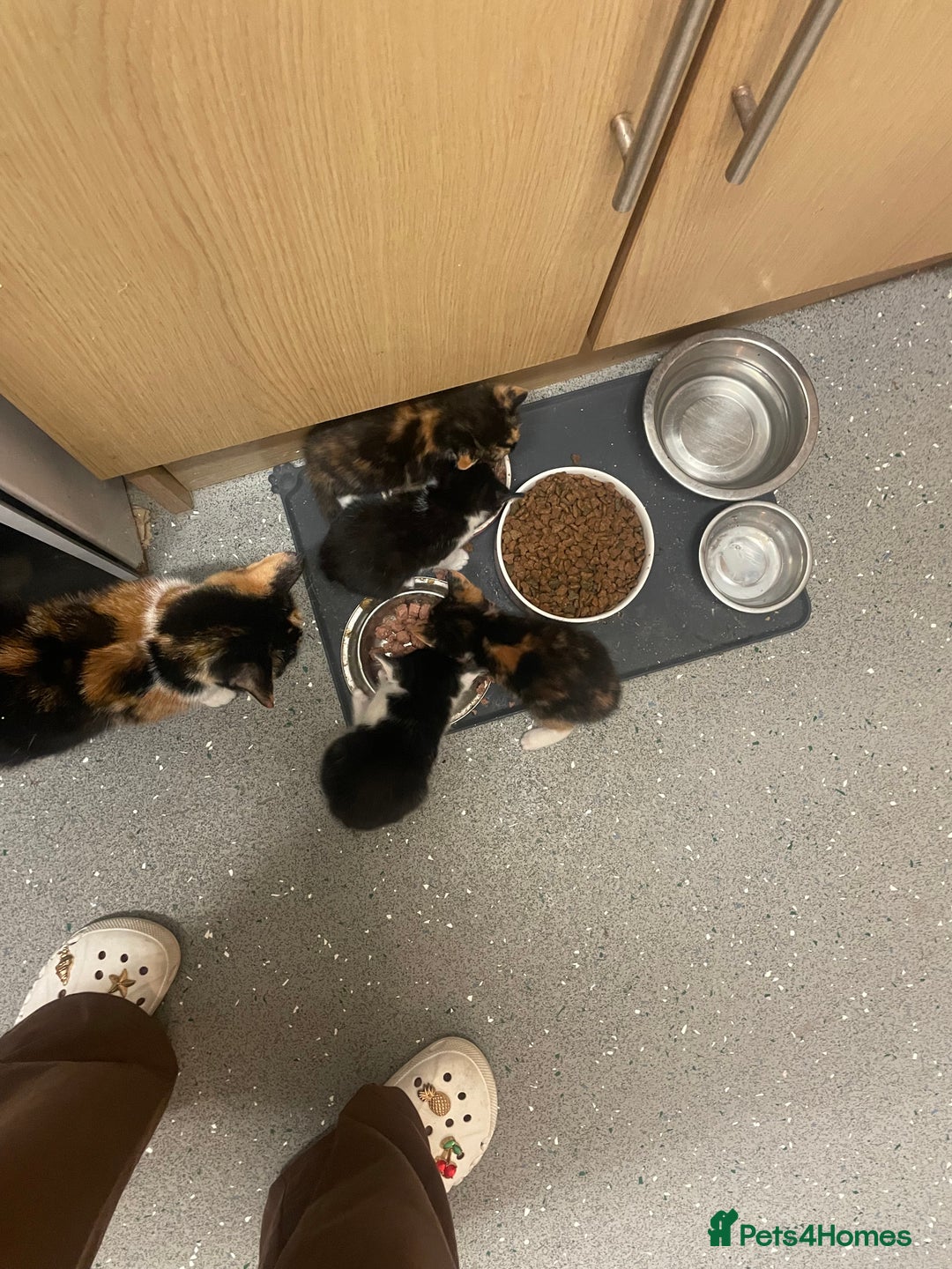 British Shorthair cats for sale: Kittens 4x male - Image 6