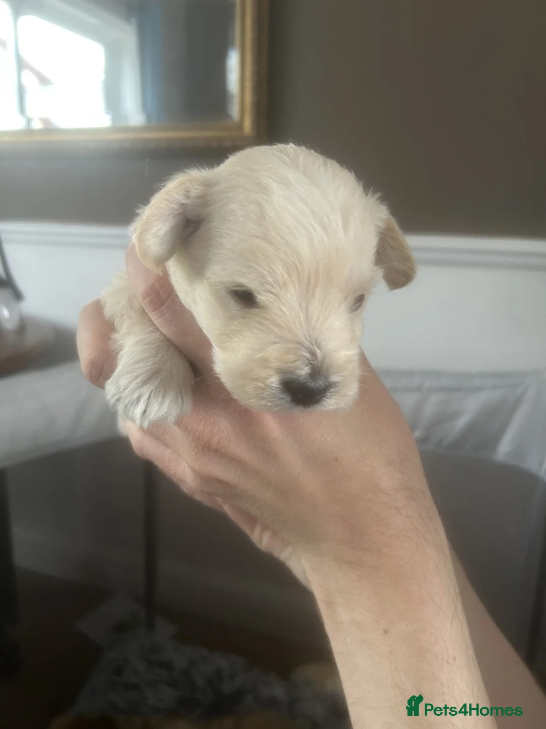 Mixed Breed dogs for sale: Lovely West Highland Doxie Puppies  in Epsom - Advert 2
