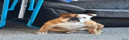 English Bulldog dogs for sale: English bulldog for sale - Advert 8