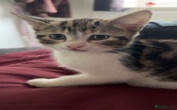 American Wirehair cats for sale: 2 kittens for sale boy & girl - Image 5