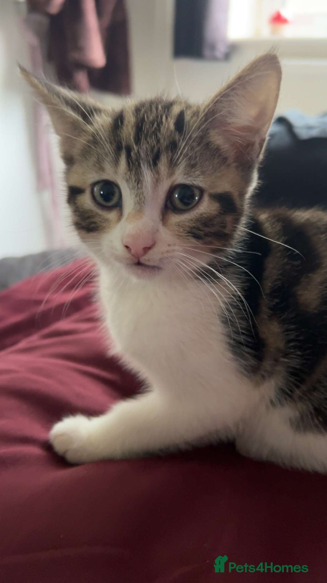 American Wirehair cats for sale: 2 kittens for sale boy & girl - Image 5