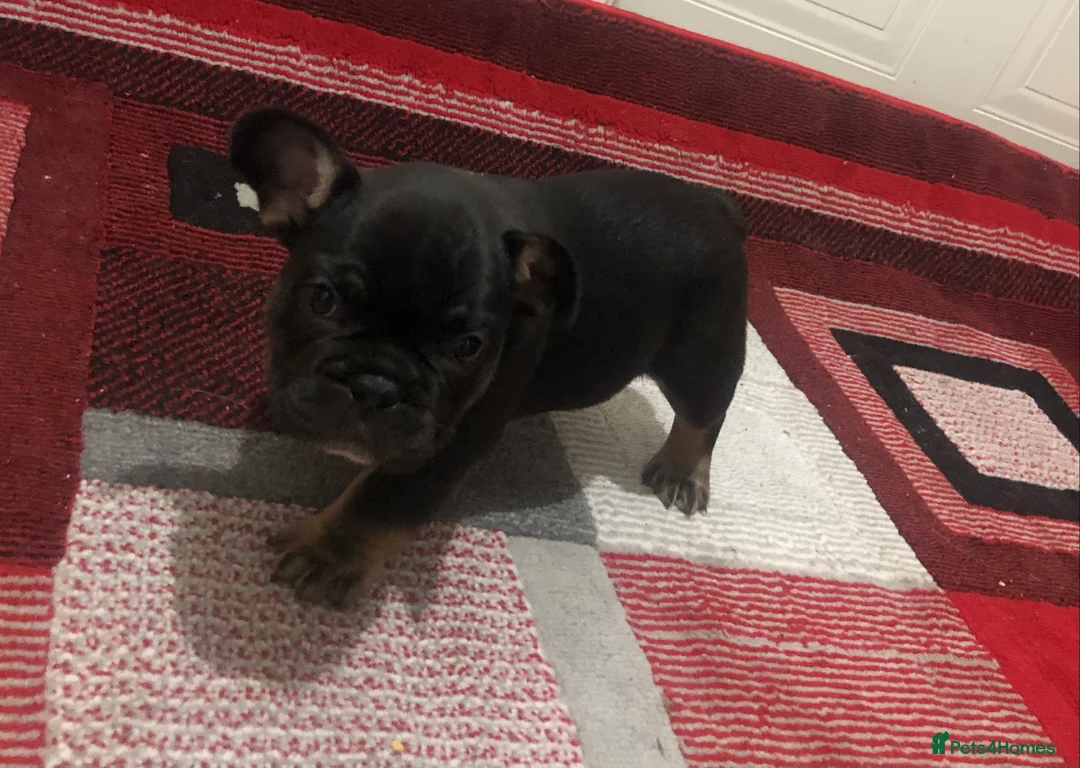 French Bulldog dogs for sale: 2x French bulldogs pups MALE  - Advert 6