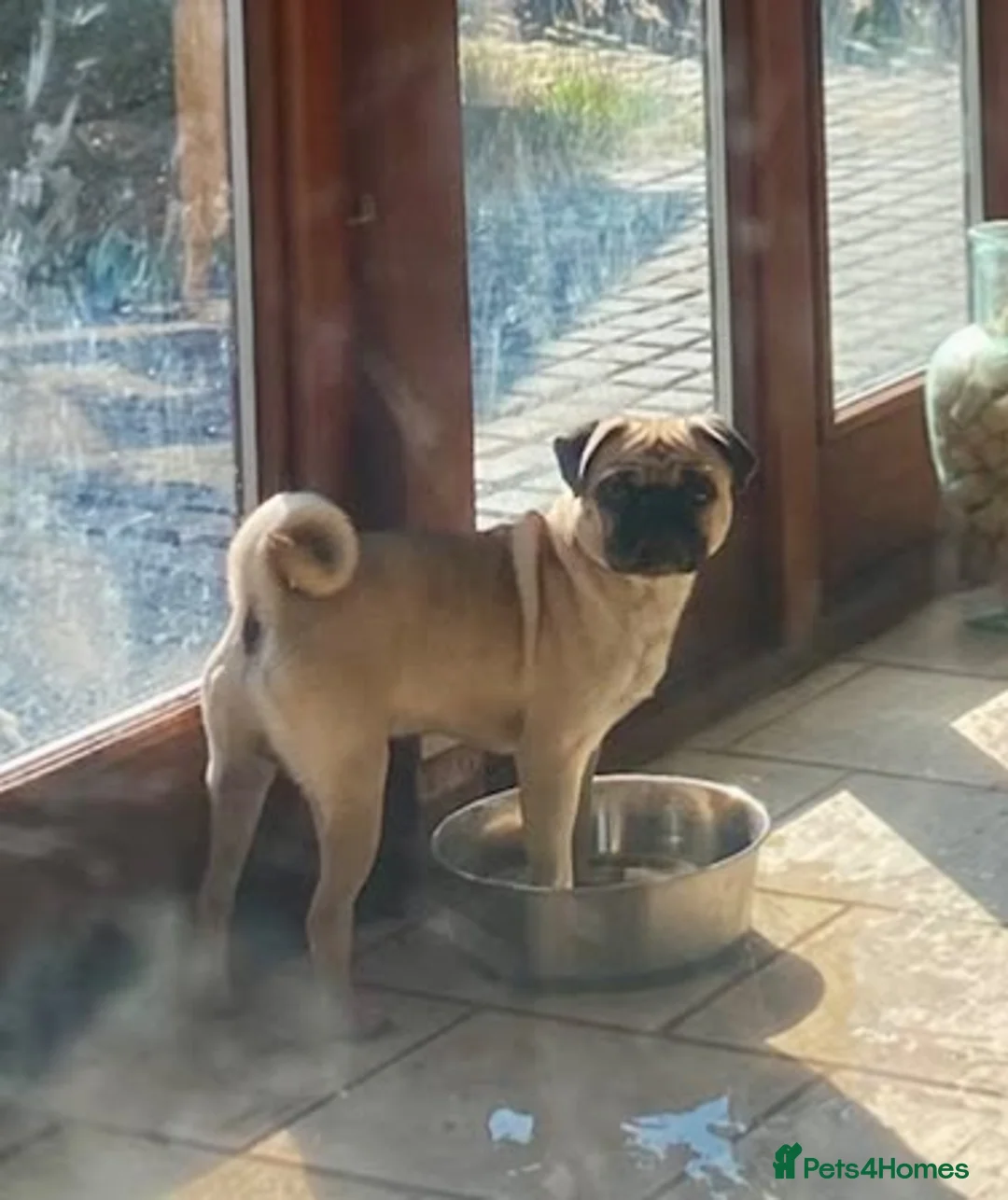 Pug dogs for sale: Handsome Pug looking for new home - Advert 2