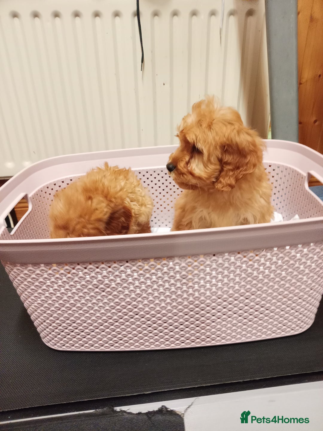 Cavapoo dogs for sale: Cavapoo  - Advert 4