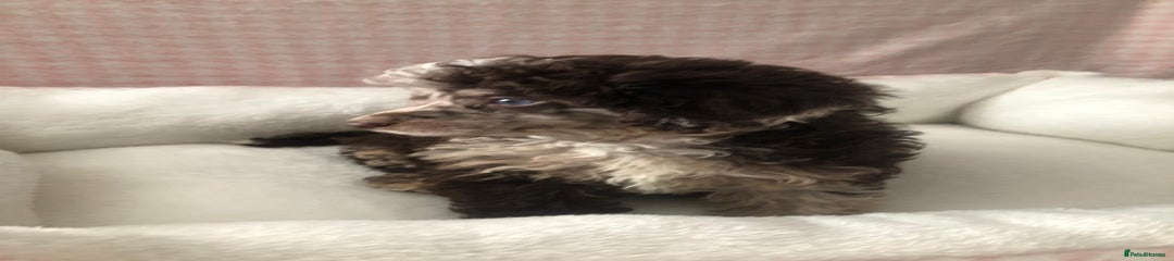 Miniature Poodle Puppy 1
